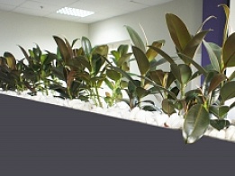 Office Decoration for Robur International Group